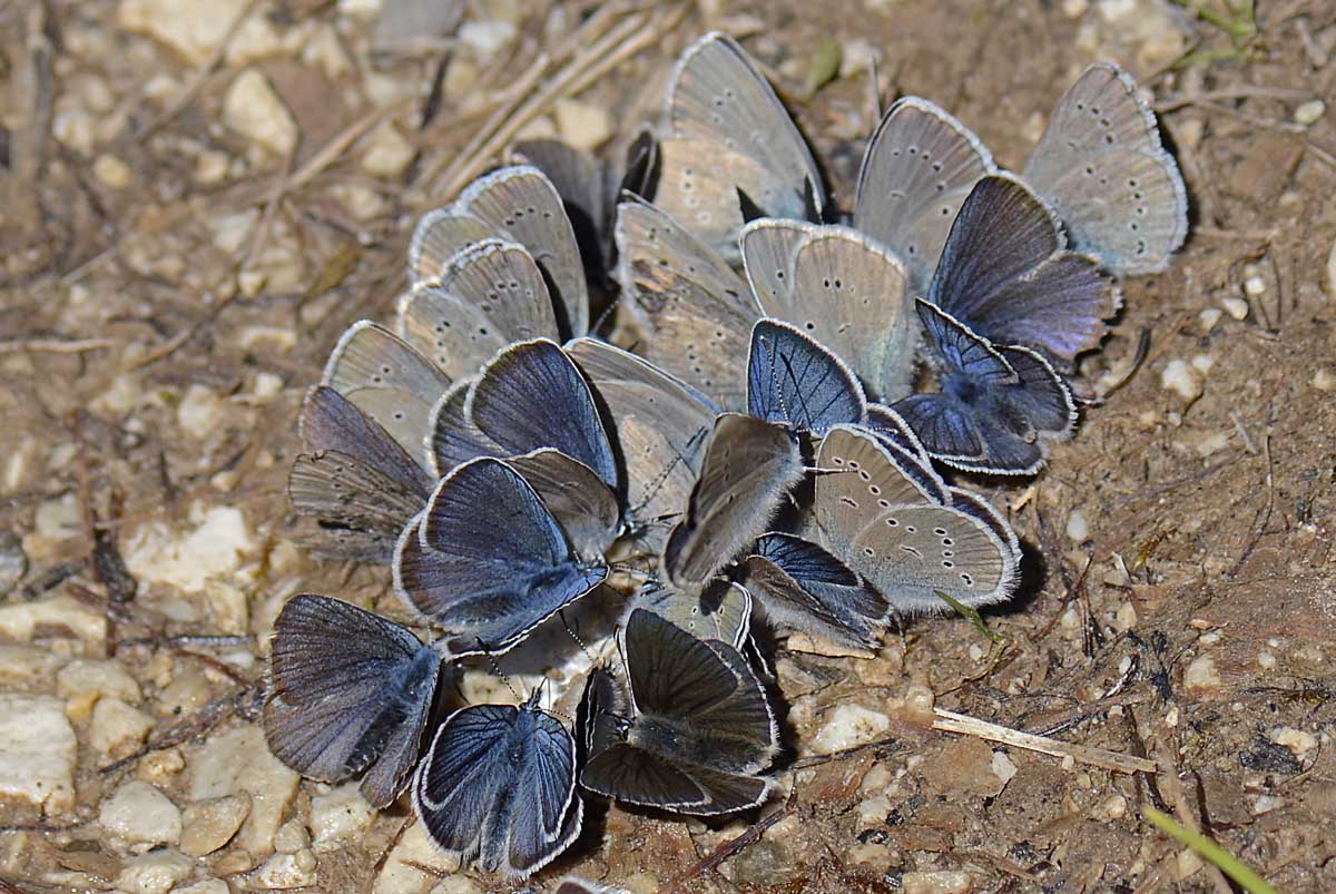 Affollamento Lycaenidae, qualche id,?